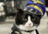Meet Duke Ellington Morris, San Francisco Airport’s New Therapy Cat