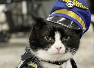 Meet Duke Ellington Morris, San Francisco Airport’s New Therapy Cat
