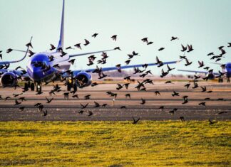 In Wichita Falls, Airport Officials Are Waging War on Egrets – Texas Monthly