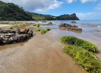 More invasive caulpera seaweed found in Far North; tourism, fishing warning