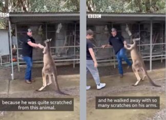 Watch: American tourist spars with aggressive kangaroo in Australian zoo
