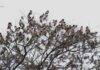 Ankasamudra Bird Sanctuary: A Pristine Haven for Avian Delights in karnataka