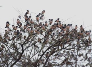 Ankasamudra Bird Sanctuary: A Pristine Haven for Avian Delights in karnataka