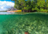 Regenerative tourism with mangrove planting on British Virgin Islands