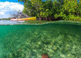 Regenerative tourism with mangrove planting on British Virgin Islands