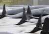 78 whales slaughtered in front of cruise passengers in Faroe Islands