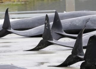 78 whales slaughtered in front of cruise passengers in Faroe Islands