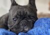 Air Force regrets bulldogs’ heat stroke deaths, says pet flight safety has improved overall