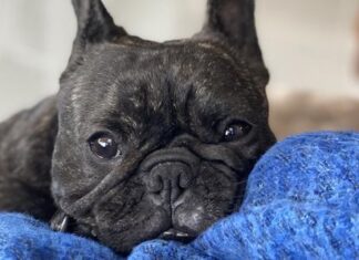 Air Force regrets bulldogs’ heat stroke deaths, says pet flight safety has improved overall