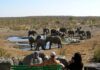 FMI Inc.: The global wildlife tourism market size is expected to reach US$ 220Bn by 2032