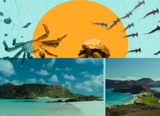 The allure of the Galapagos Islands