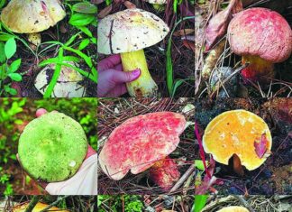 Mushroom mania fuels tourism innovation