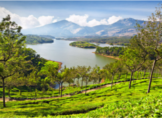 A Perfect Travel Guide to Munnar, Kerala