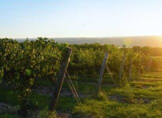 Finger Lakes Region Promotes Wine Tourism With Five Great Reasons To Visit