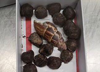 Box of giraffe poop seized at Minnesota airport