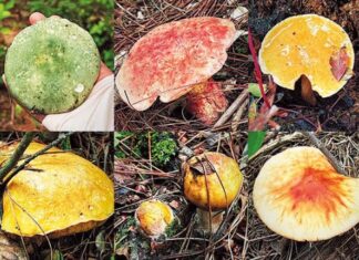 Mushroom mania fuels tourism innovation – Travel