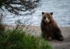 Fat Bear Week in real life: The Alaska park where bears are famous