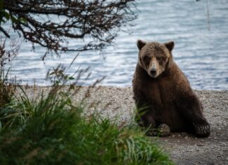 Fat Bear Week in real life: The Alaska park where bears are famous