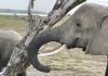Reader tips for a Kenya safari