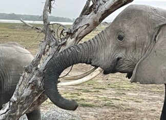 Reader tips for a Kenya safari