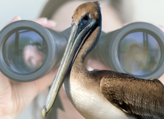 Louisiana plans to pay for musicians to bird watch with Rolling Stone magazine