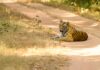 Bandhavgarh National Park: Where roaring wildlife meets whispers of nature | Travel