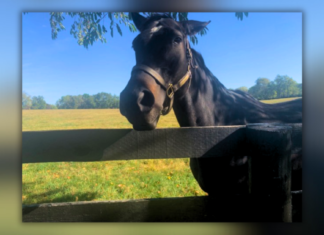 Tourism at horse farms a booming business