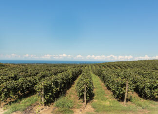 Grape Expectations: A trip to Lake Erie resulted in deeper appreciation for PA wines—and some gift ideas