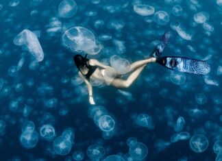 Capturing creatures of the deep blue sea