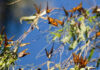 How to See California’s Spectacular Monarch Butterflies