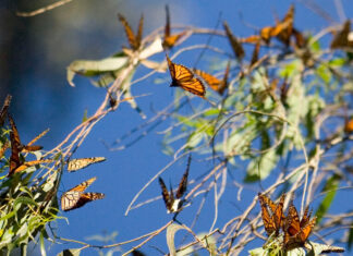 How to See California’s Spectacular Monarch Butterflies