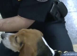 US airports turn to real-life ‘Paw Patrol’