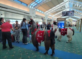 Therapy llamas at Portland airport relieve passenger stress