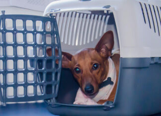 Tips for Traveling With Your Pet on a Train