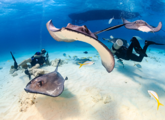 The top trending international destinations on Americans’ travel wish lists for 2024