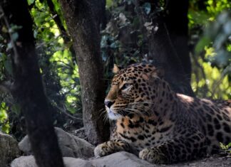Exploring The Wilderness Of The Jim Corbett National Park