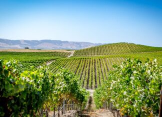 7 Reasons Why This Sunny Region Is One Of The Top Trending U.S. Destinations For 2024