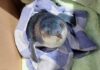 A penguin wandered onto a New Zealand airport runway. A rescue ensued.