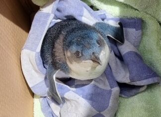 A penguin wandered onto a New Zealand airport runway. A rescue ensued.