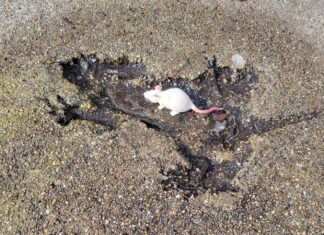 ‘Chicago Rat Hole’ becomes windy city’s new hot tourist attraction