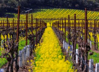 Tripadvisor’s top 10 trending destinations include this Wine Country gem