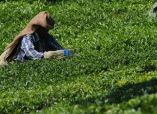 Luxmi Tea plans retail expansion, to step up presence in airports