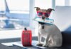 Top Tips for Traveling With Your Dog