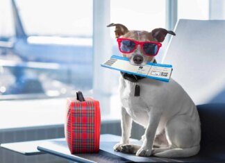 Top Tips for Traveling With Your Dog