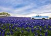 10 Best Places To See Spring Blooms In The South