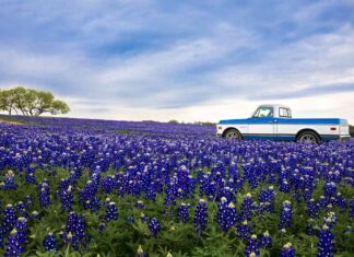 10 Best Places To See Spring Blooms In The South