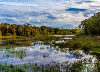 Texas Has One Of ‘America’s Most Beautiful Springtime Destinations’