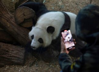 Atlanta pandas draw fans to only U.S. zoo that still has them