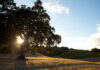 Guide to Visiting Paso Robles For Those Who Don’t Love Wine