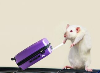 Is Rat Tourism Coming to Minneapolis?